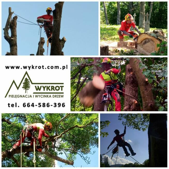Pielęgnacja i wycinka drzew, usługi arborystyczne