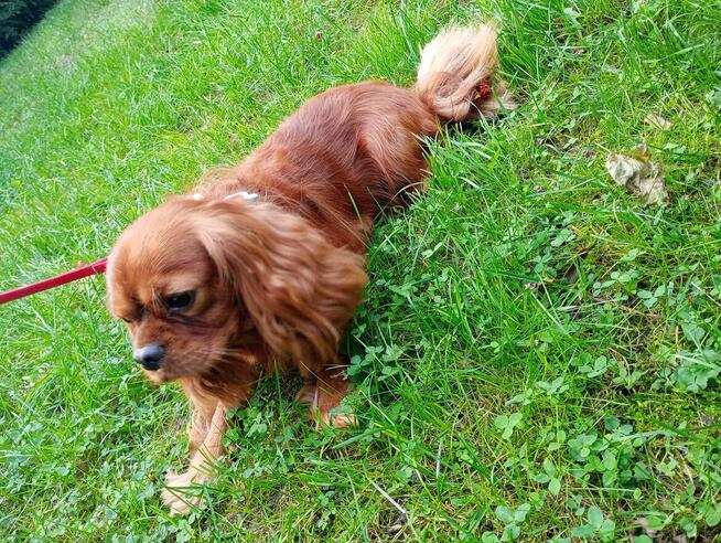 Reproduktor Ruby Kredo zaprasza