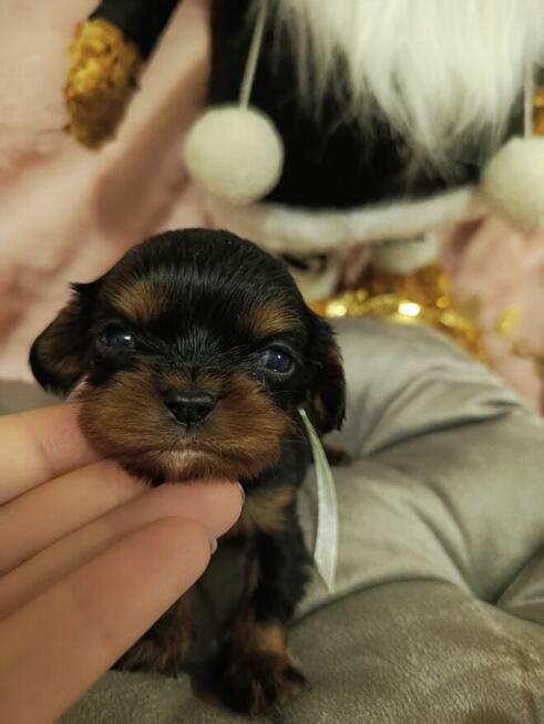 Reproduktor Amor Black &a tan zaprasza