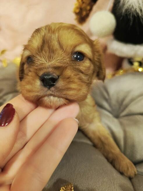 Reproduktor Amor Black &a tan zaprasza