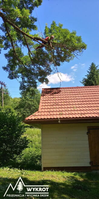 Pielęgnacja i wycinka drzew