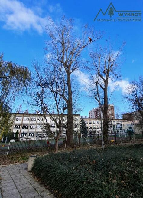 Pielęgnacja i wycinka drzew, usługi arborystyczne