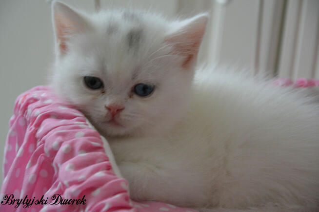 Kot brytyjski kotka biała