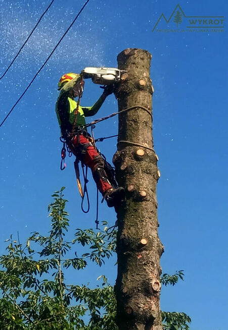 Pielęgnacja i wycinka drzew, usługi arborystyczne