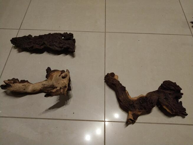 Korzeń mangrowca małe i średnie