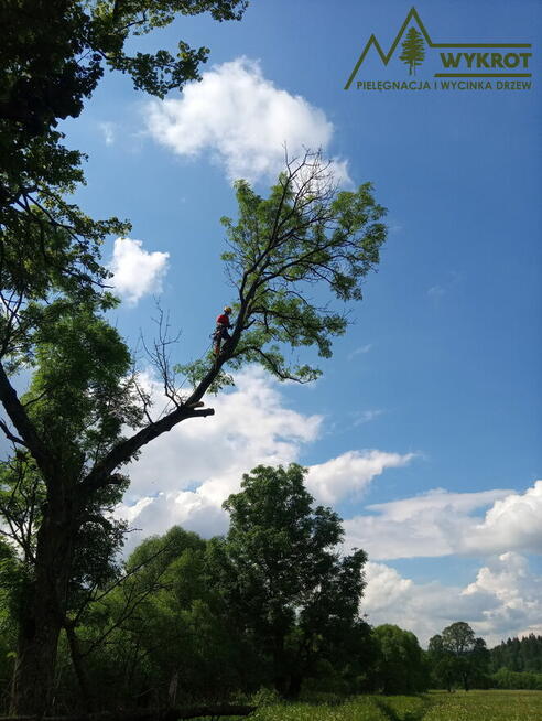 Pielęgnacja i wycinka drzew