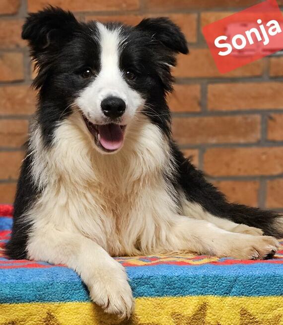 Border Collie. Unikalne szczenięta. Piękne, rodzinne, zdrowe.