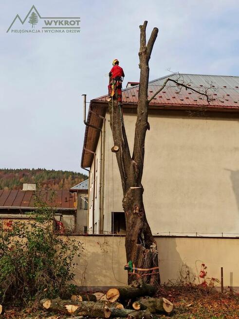 Pielęgnacja i wycinka drzew
