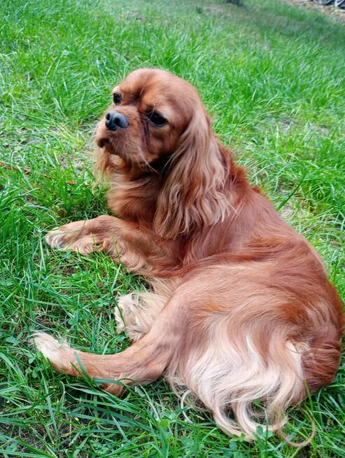 Reproduktor Ruby Kredo zaprasza