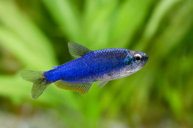 Tetra kerri niebieska blue noen