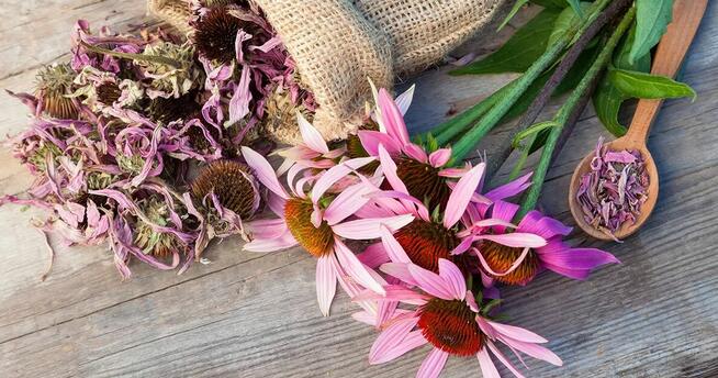 Sprzedaż hurtowa Echinacea od producenta