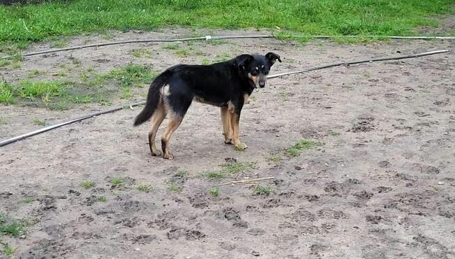 Cudowny łagodny psiak szuka PILNIE odpowiedzialnego domku