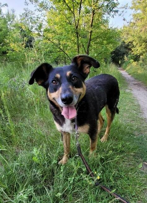 Młody psiak szuka PILNIE domku pełnego miłości
