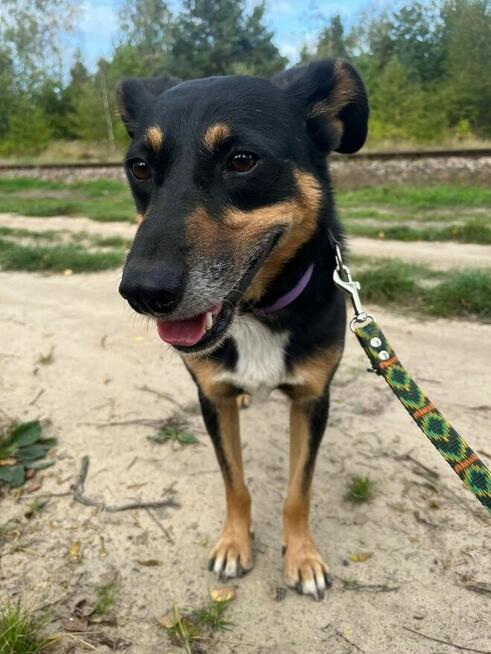 Cudowny łagodny psiak szuka PILNIE odpowiedzialnego domku