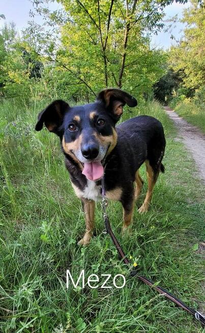 Młody psiak szuka PILNIE domku pełnego miłości