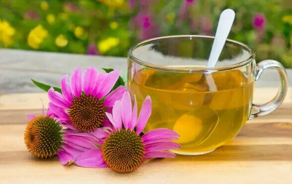 Sprzedaż hurtowa Echinacea od producenta