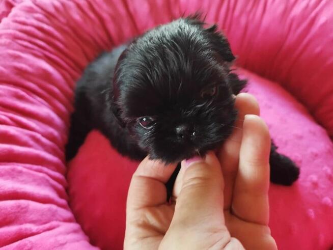*** Shih Tzu Prześliczne Maluszki Po Malutkich Rodzic
