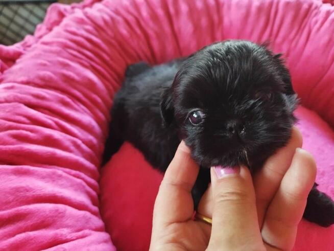 *** Shih Tzu Prześliczne Czarne Maluszki Po Malutkich Rodzic