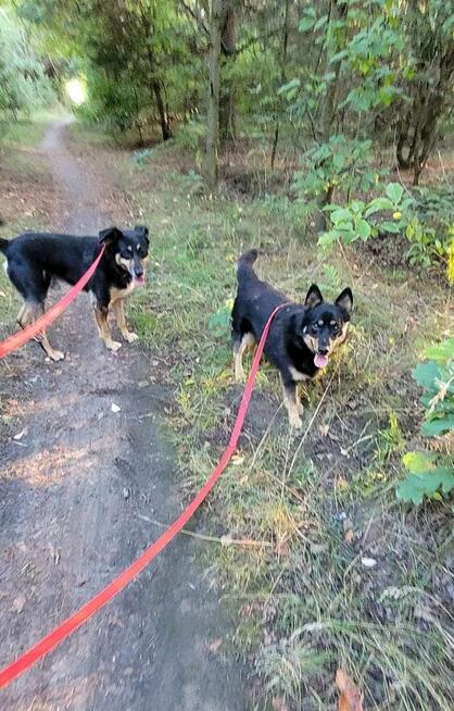 Młody psiak szuka PILNIE domku pełnego miłości