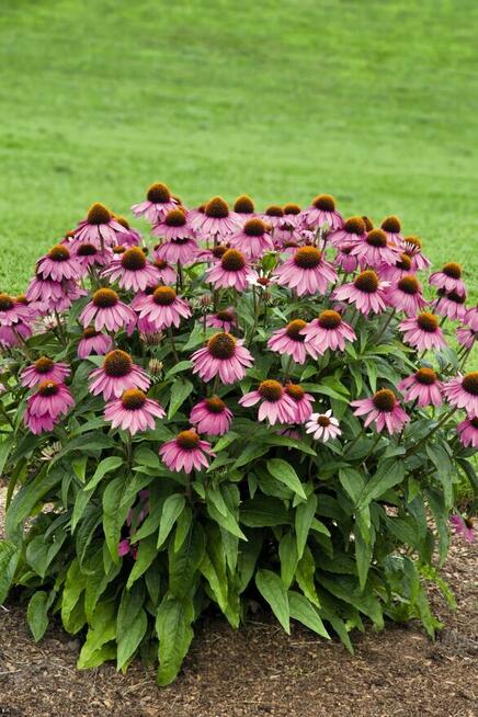 Sprzedaż hurtowa Echinacea od producenta