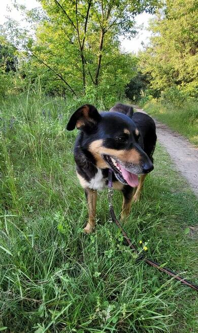 Śliczny wesoły psiak uwielbiający spacery szuka Pilnie domku