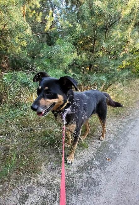 Śliczny wesoły psiak uwielbiający spacery szuka Pilnie domku