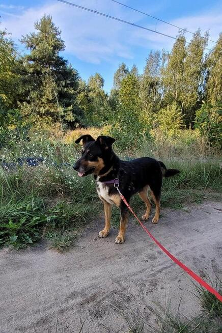 Młody psiak szuka PILNIE domku pełnego miłości