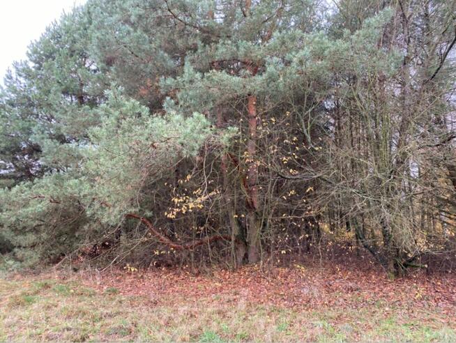 Działka inwestycyjna w rej. ul. Wiśniowej, 55 zł/m2