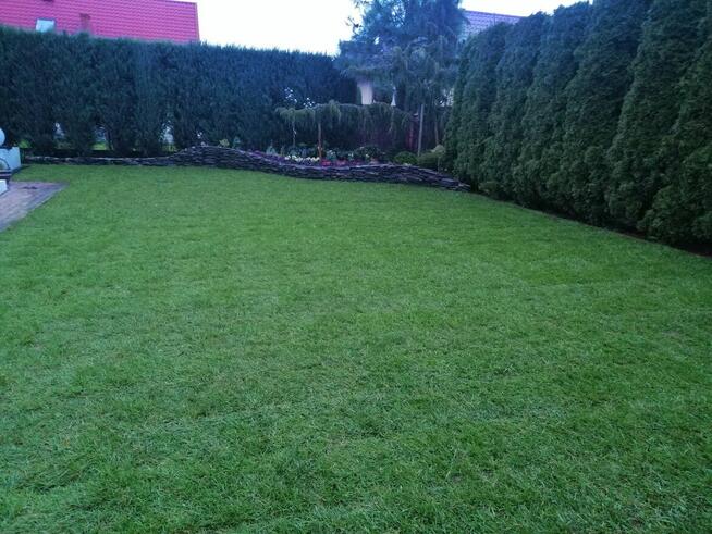 Trawniki z rolki dystrybucja oraz montaż, kompleksowo.