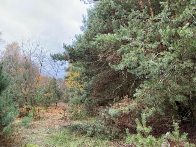 Działka inwestycyjna w rej. ul. Wiśniowej, 55 zł/m2