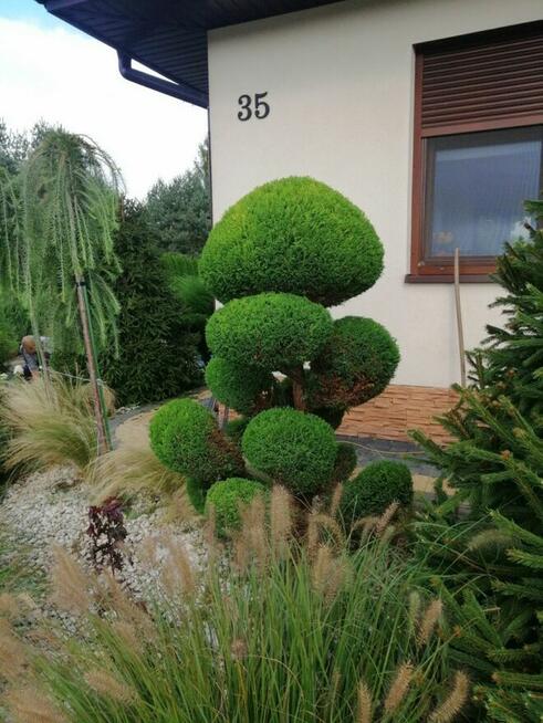 Pielęgnacja ogrodów