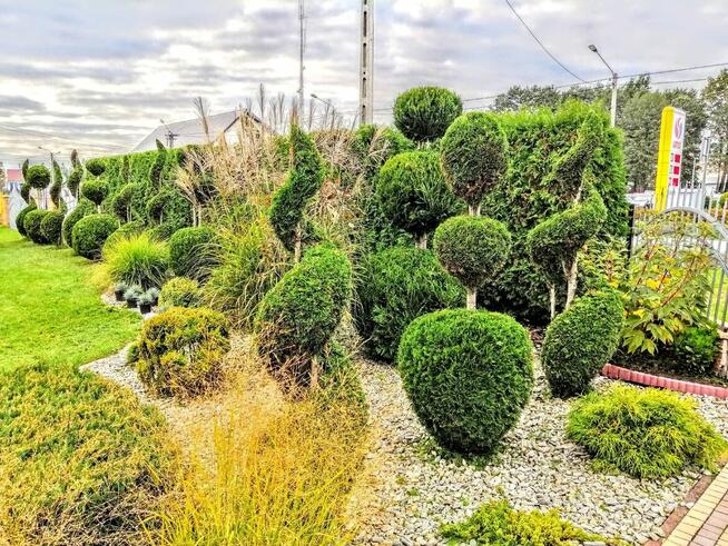 Pielęgnacja ogrodów