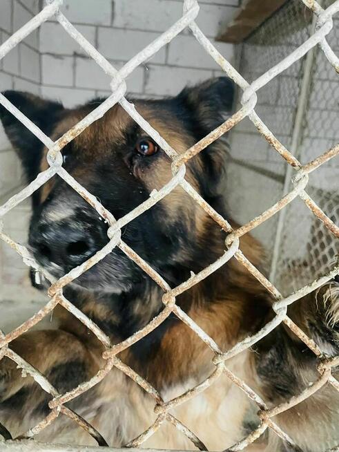 PIlne!! Diana ok 4 let. sunia w typ.owczarka czeka na Ciebie