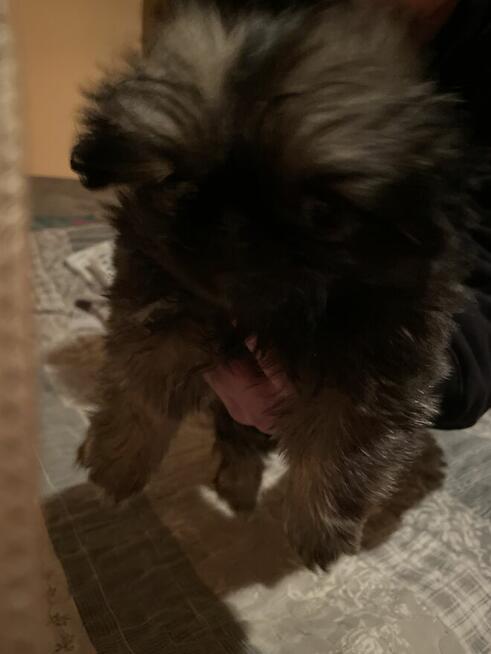 Sprzedam pekinczyka