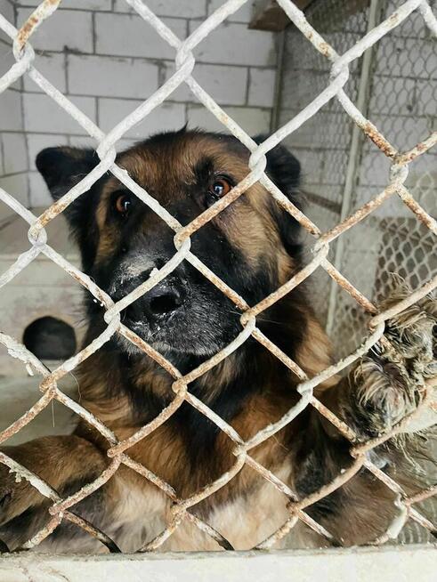 PIlne!! Diana ok 4 let. sunia w typ.owczarka czeka na Ciebie