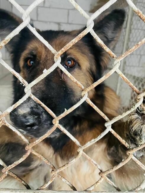 PIlne!! Diana ok 4 let. sunia w typ.owczarka czeka na Ciebie