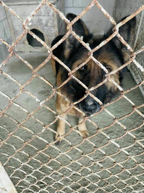 PIlne!! Diana ok 4 let. sunia w typ.owczarka czeka na Ciebie