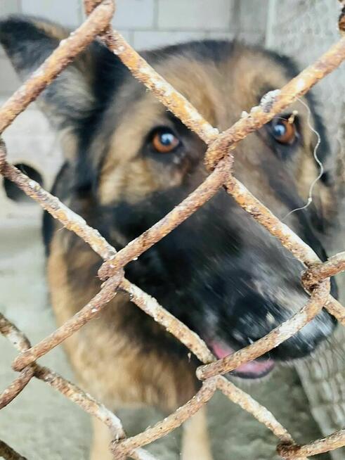 PIlne!! Diana ok 4 let. sunia w typ.owczarka czeka na Ciebie