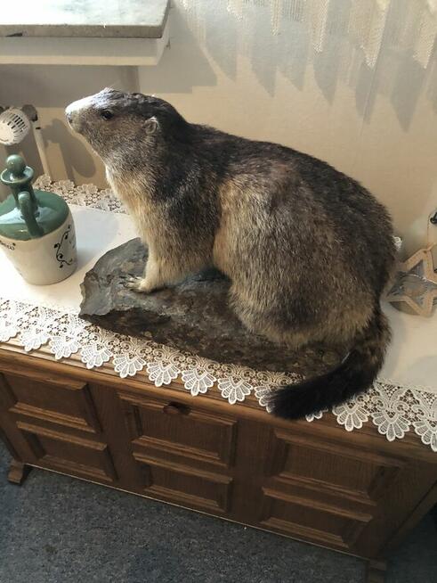 Poroża trofea myśliwskie