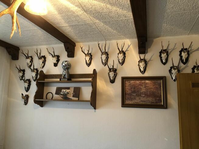 Poroża trofea myśliwskie