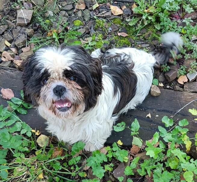 Zaginął pies - suczka Lusia