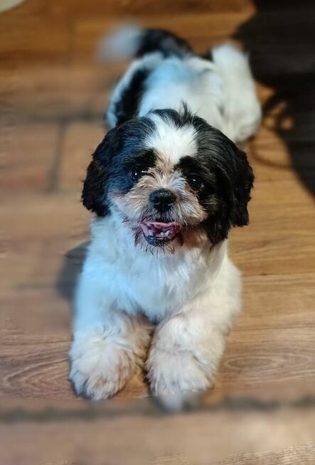 Zaginął pies - suczka Lusia