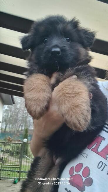 Owczarki niemieckie długowłose