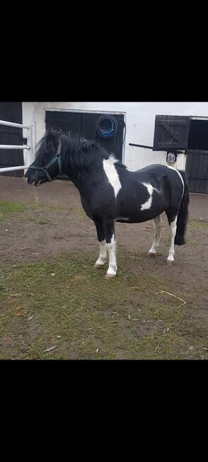 Kuc ogier licencja kryje klacze przekazuje maść