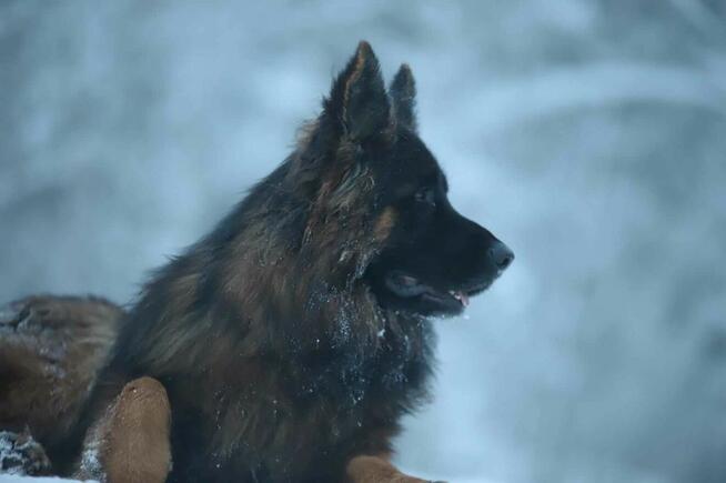 Owczarki niemieckie długowłose