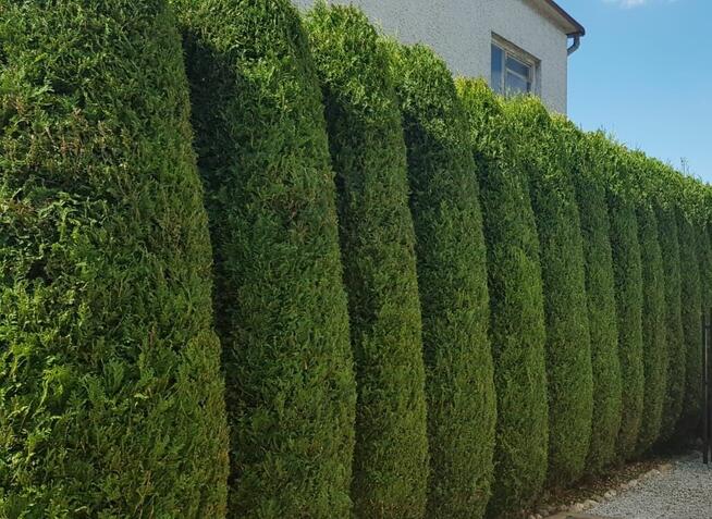 Usługi ogrodnicze Jarosław