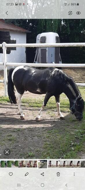 Kuc ogier licencja kryje klacze przekazuje maść