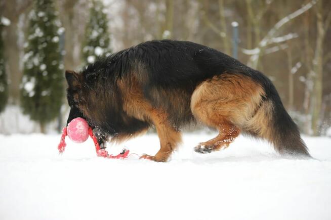 Owczarki niemieckie długowłose