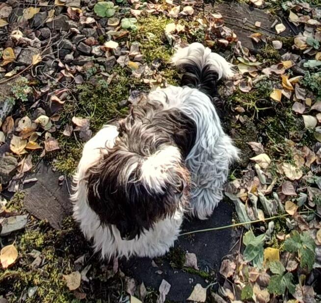 Zaginął pies - suczka Lusia