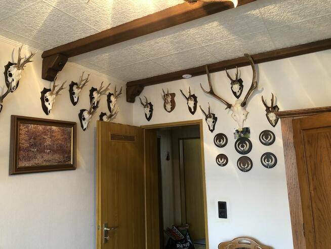 Poroża trofea myśliwskie